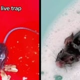 A Mousetrap Was Just The Start Of A Beautiful Friendship For This Lady