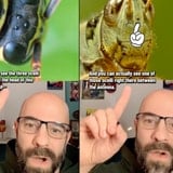 Some Insects Have Weird Bonus Eyes, And They're Much More Important Than You'd Expect